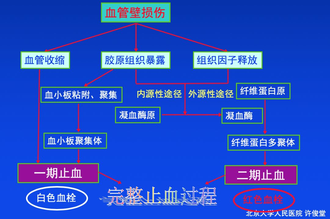 血栓形成，三个要素细分说